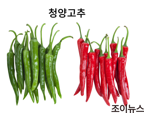 청양고추