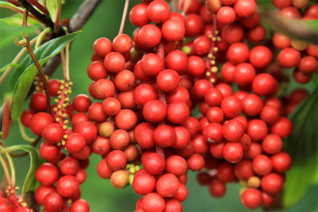오미자 효능 부작용 섭취방법