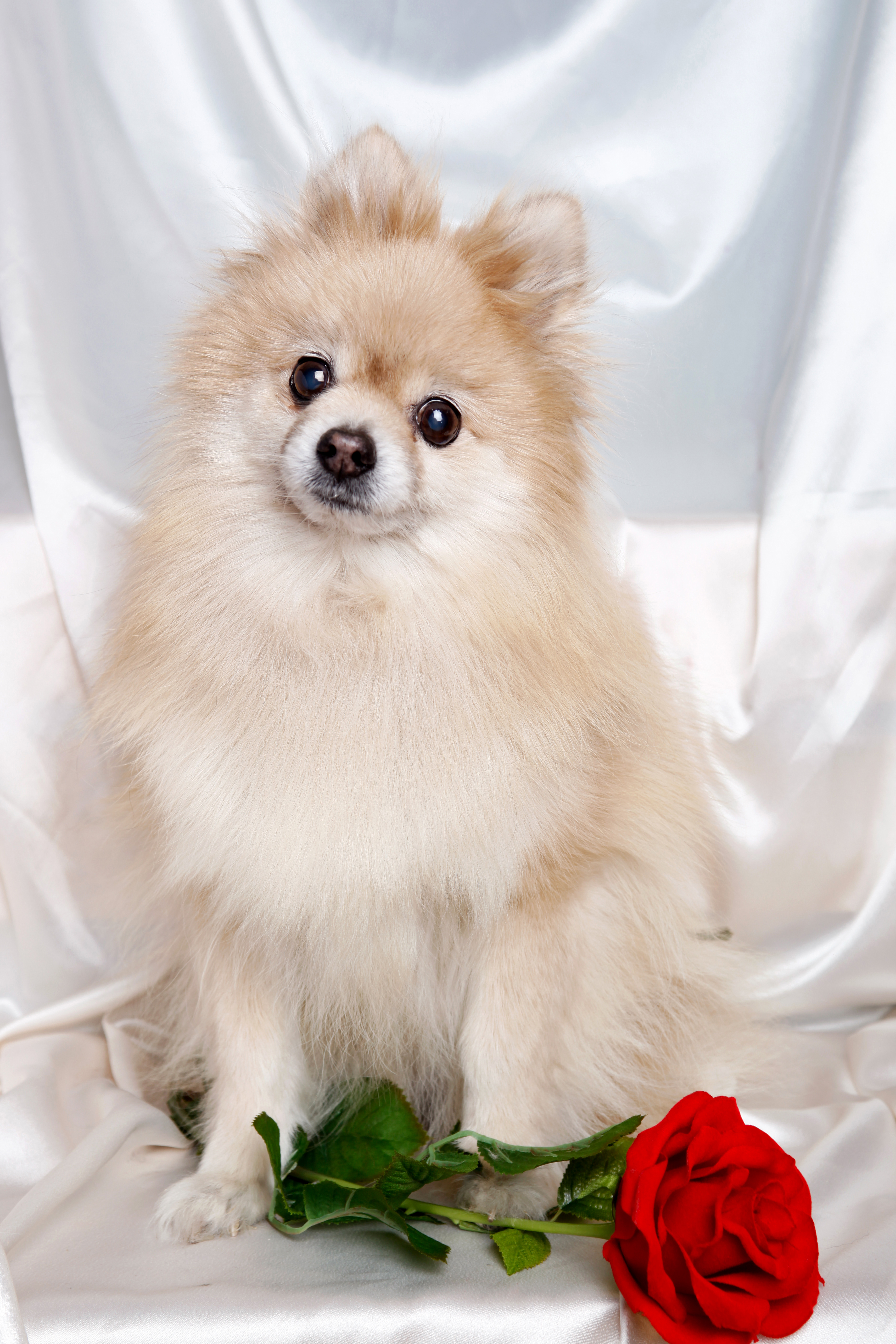 귀여운 강아지 사진