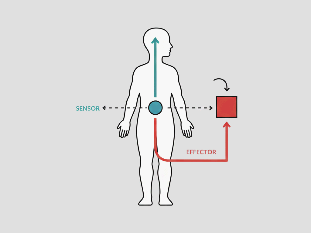 네거티브 피드백, 우리 몸의 자동 복구 시스템 구조 이미지