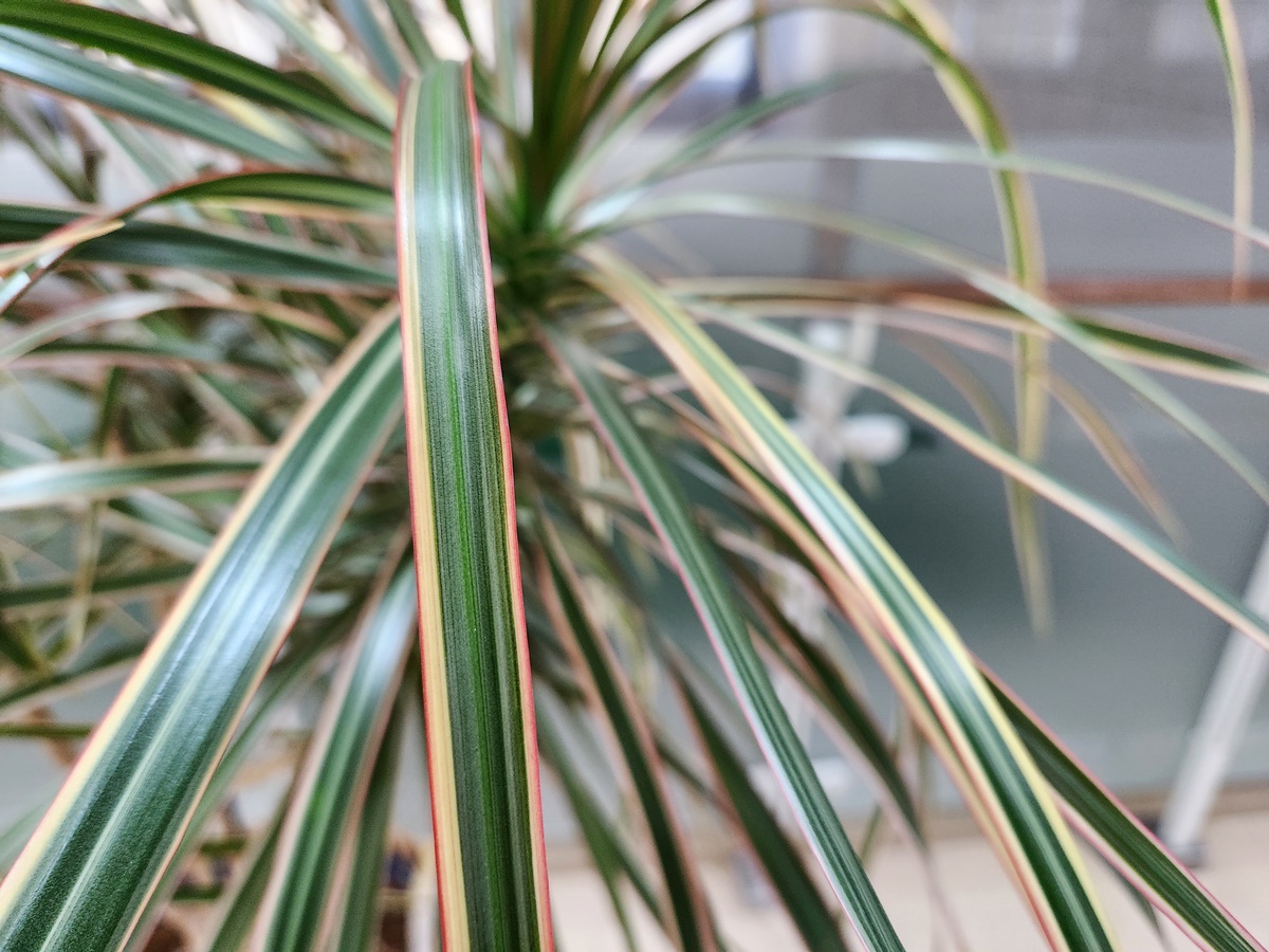 드라세나 마지나타 트리컬러