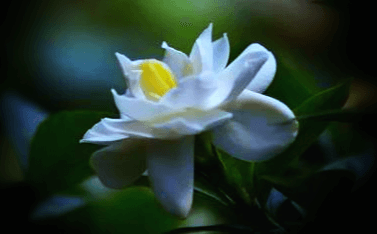 하얀-치자나무꽃