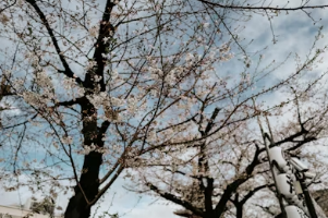 봄날의 경주 데이트&amp;#44; 벚꽃과 한옥 지붕 뷰를 품은 황리단길 고즈넉한 노키즈존 카페