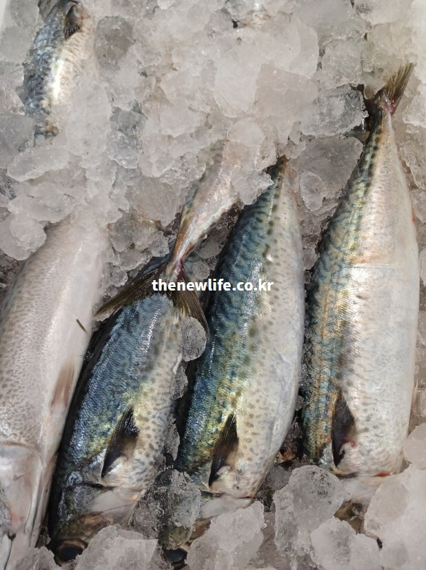 고등어의 오메가3 지방산이 심혈관 건강 개선에 도움을 주는 것을 설명하는 실사 이미지