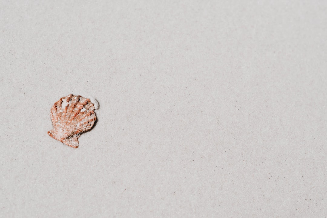 'Clam'