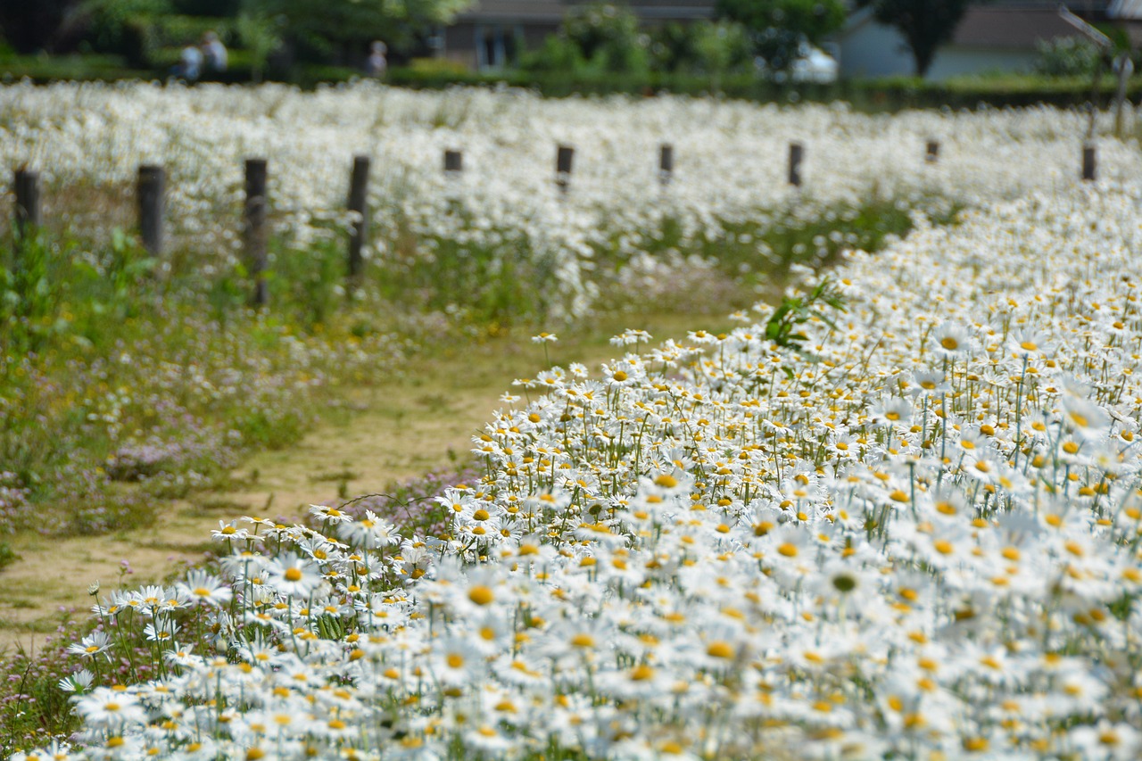 경주 첨성대 봄꽃