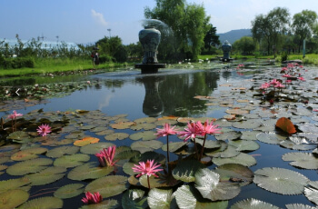 세미원 연꽃축제 연꽃문화제_14