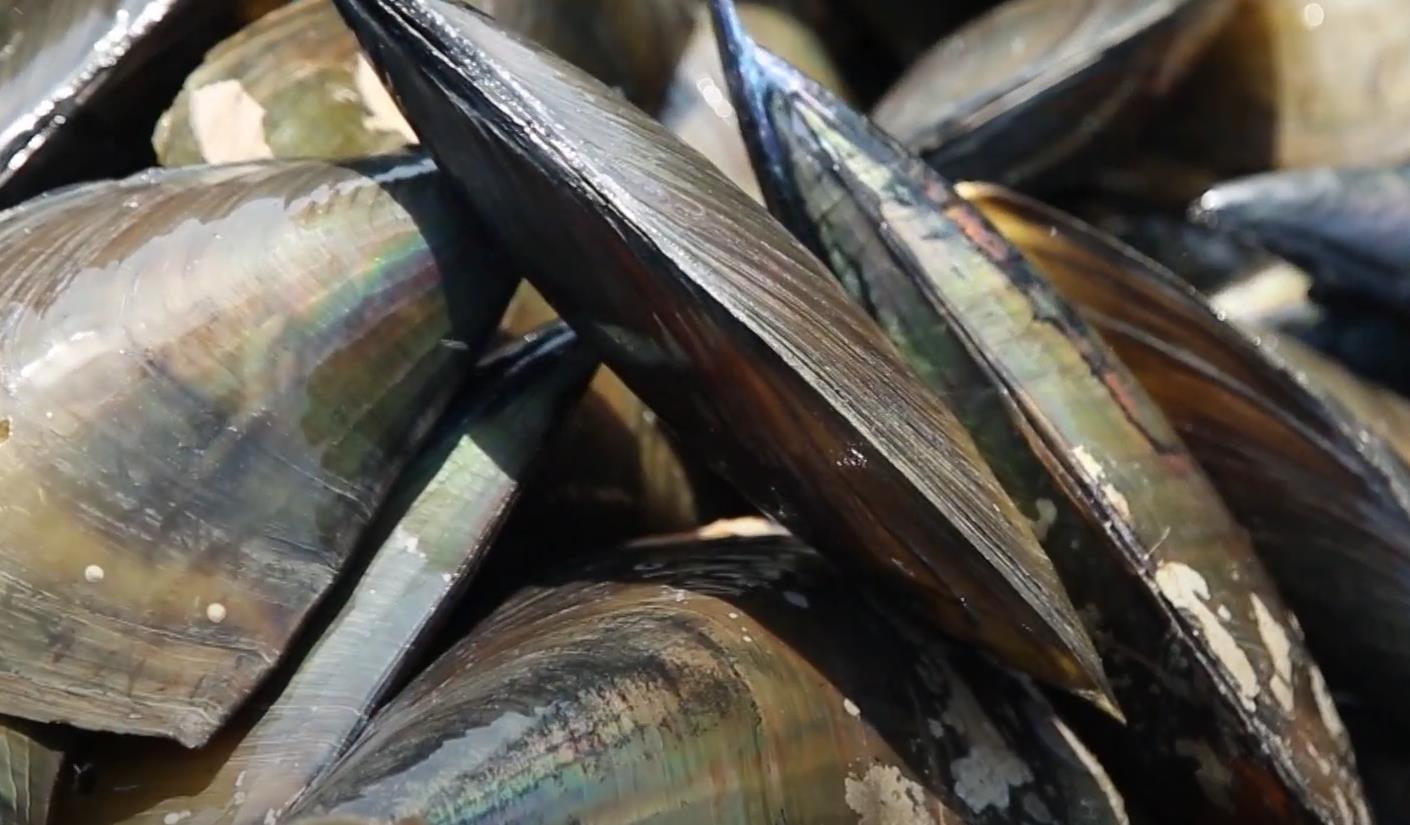 금방 잡아올린 6시내고향 대천항수산시장 키조개