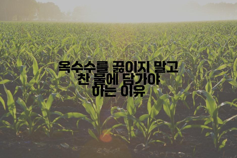 옥수수를 끓이지 말고 찬 물에 담가야 하는 이유