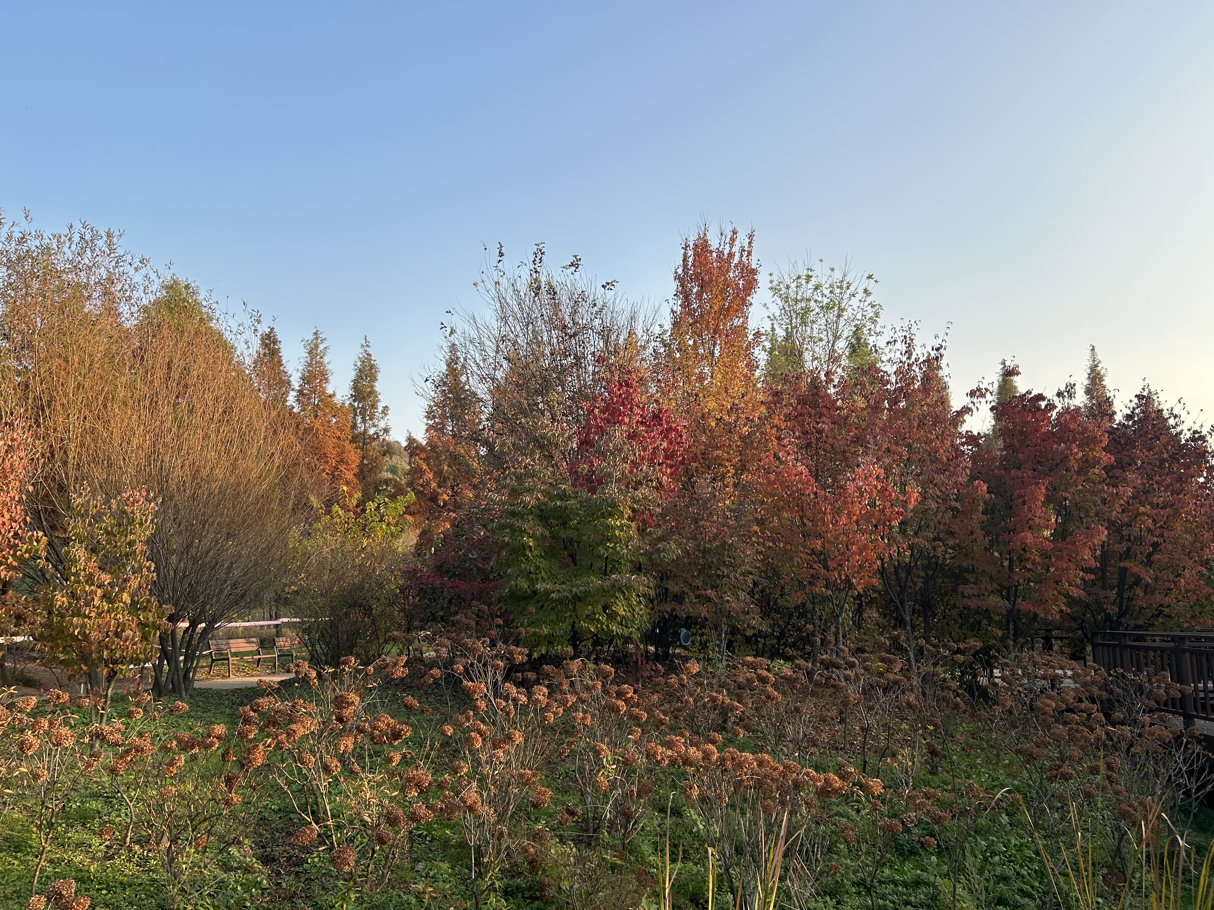 푸른수목원 (단풍절정)