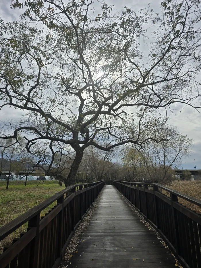 두물머리-강변정원-데크길