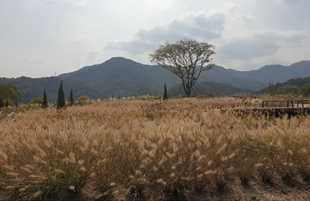 [4월~5월 여행지]만개한 꽃잔디와 봄날의 감동, 거창창포원에서 만난 힐링의 순간
