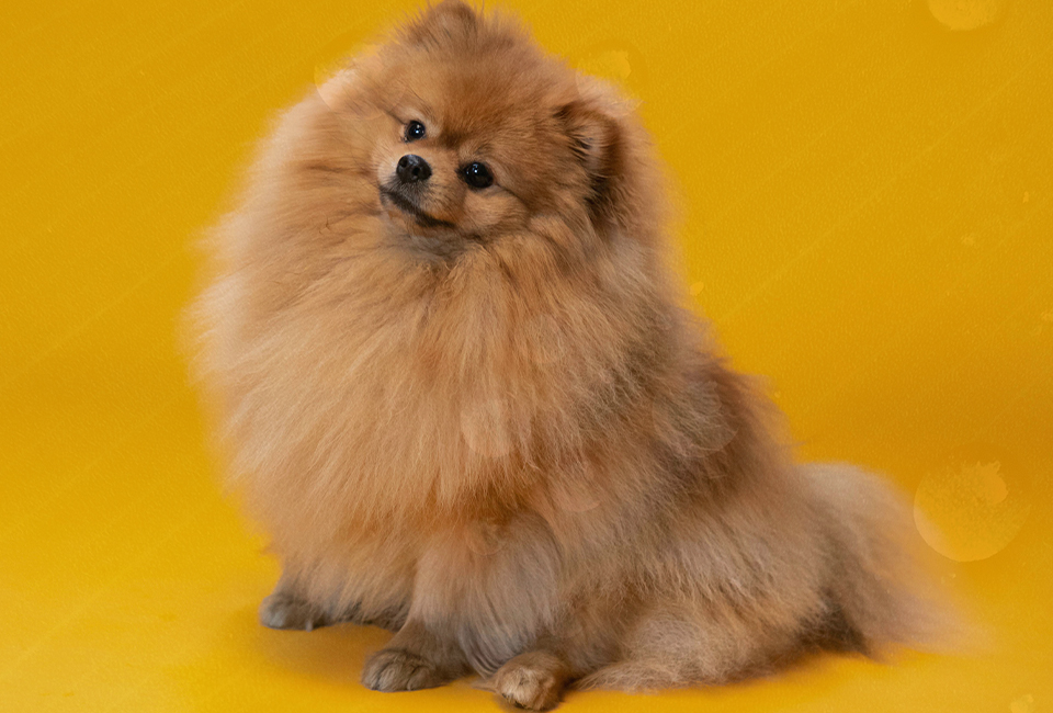 포메라니안 외모 특징