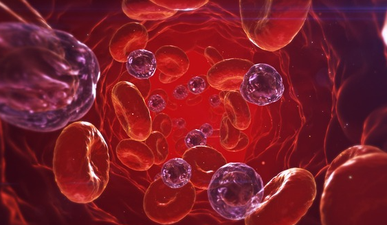 침향환 효능 - 면역력 증진