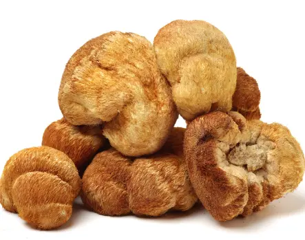 노루궁뎅이버섯 효능 및 영양성분