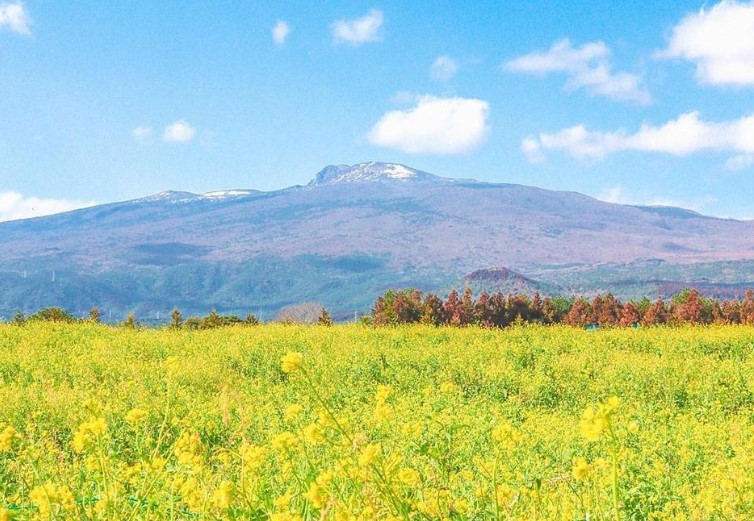 제주의 꽃과 식물 탐방기