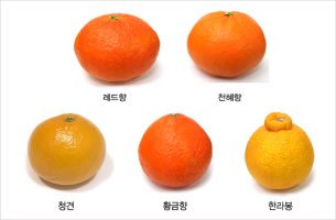 레드향 효능11가지와 칼로리 및 보관법&amp;#44; 부작용