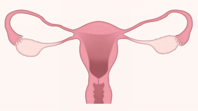 여성 생식기의 정상 조직 및 세포 병리학적 구성