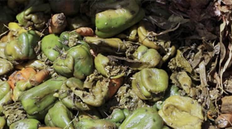 남이 버린 음식들