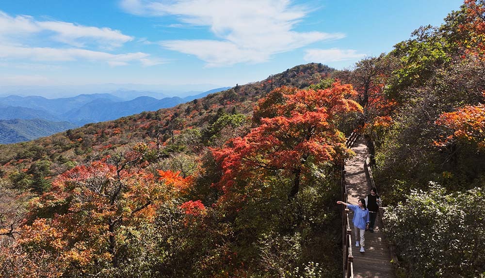 발왕산 천년주목숲길 케이블카