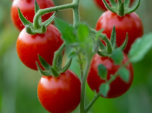 방울토마토 효능