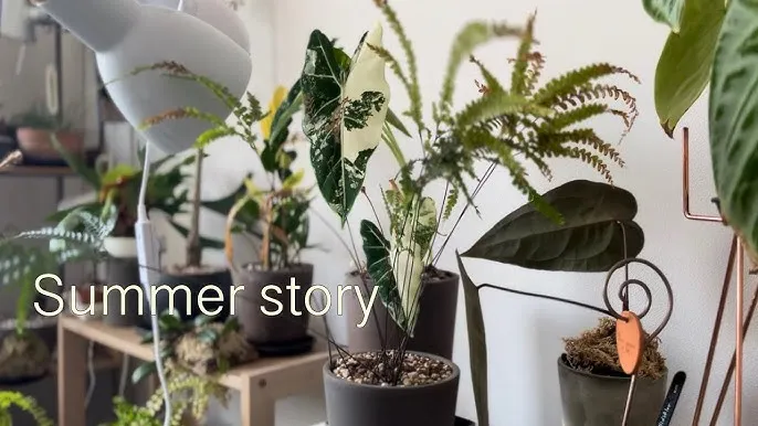 실내식물 여름철 관리 고온다습 통풍확보 물주기시간대 환기방법_5