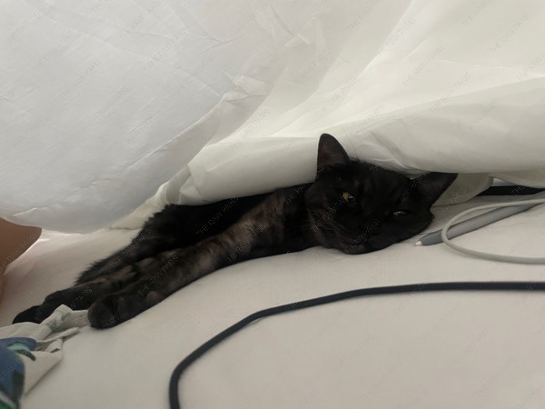 프랑스 파리 파리지엔느 고양이 russian blue x british short hair cross