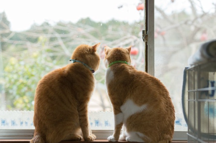 창문으로 밖을 내다보는 고양이.