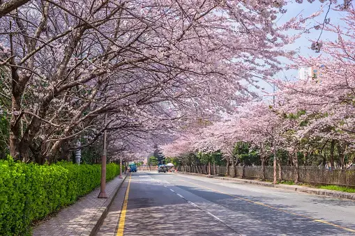 벚꽃축제 /부산 벚꽃 드라이브 코스 /숨은 벚꽃명소