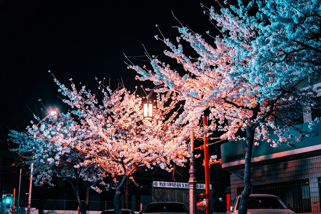 Cherry blossoms
