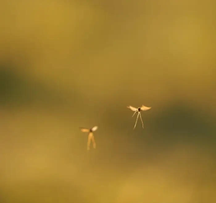 황열 증상