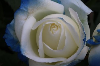 에버랜드 장미축제 2025