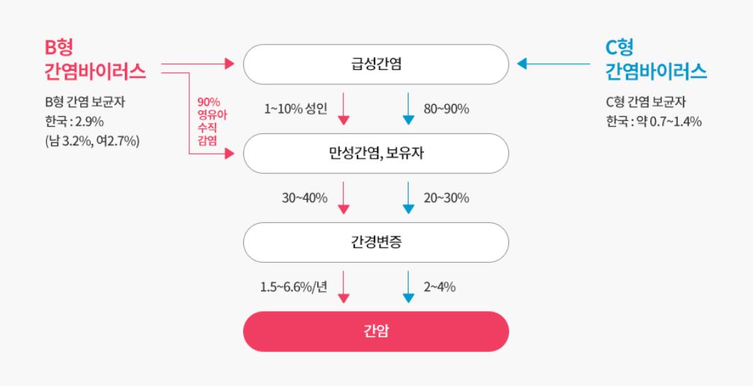 바이러스성-간염에서-간암으로의-진행을-그림으로-표현한-것