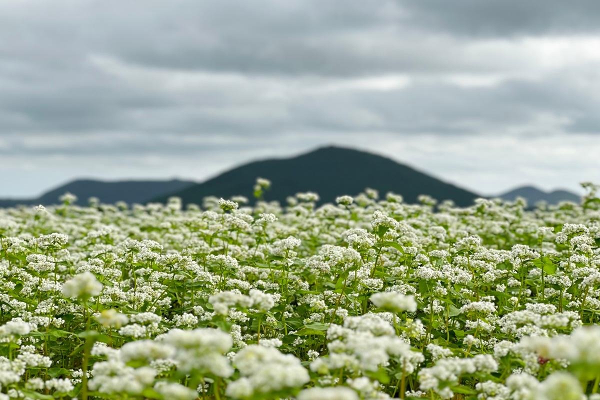 제주 보롬왓 메밀축제