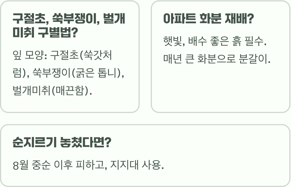 초보 정원사도 성공하는 구절초 키우기, 씨앗 파종부터 월동 관리까지 완벽 가이드