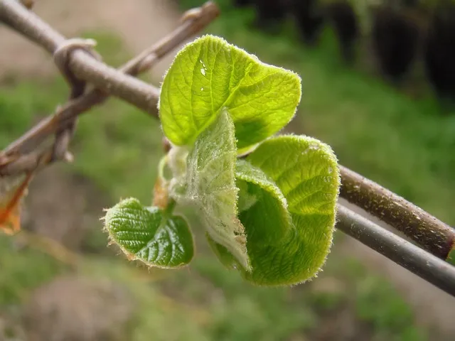 다래 재배 수분수 배치 덩굴 유인 겨울 보호_1