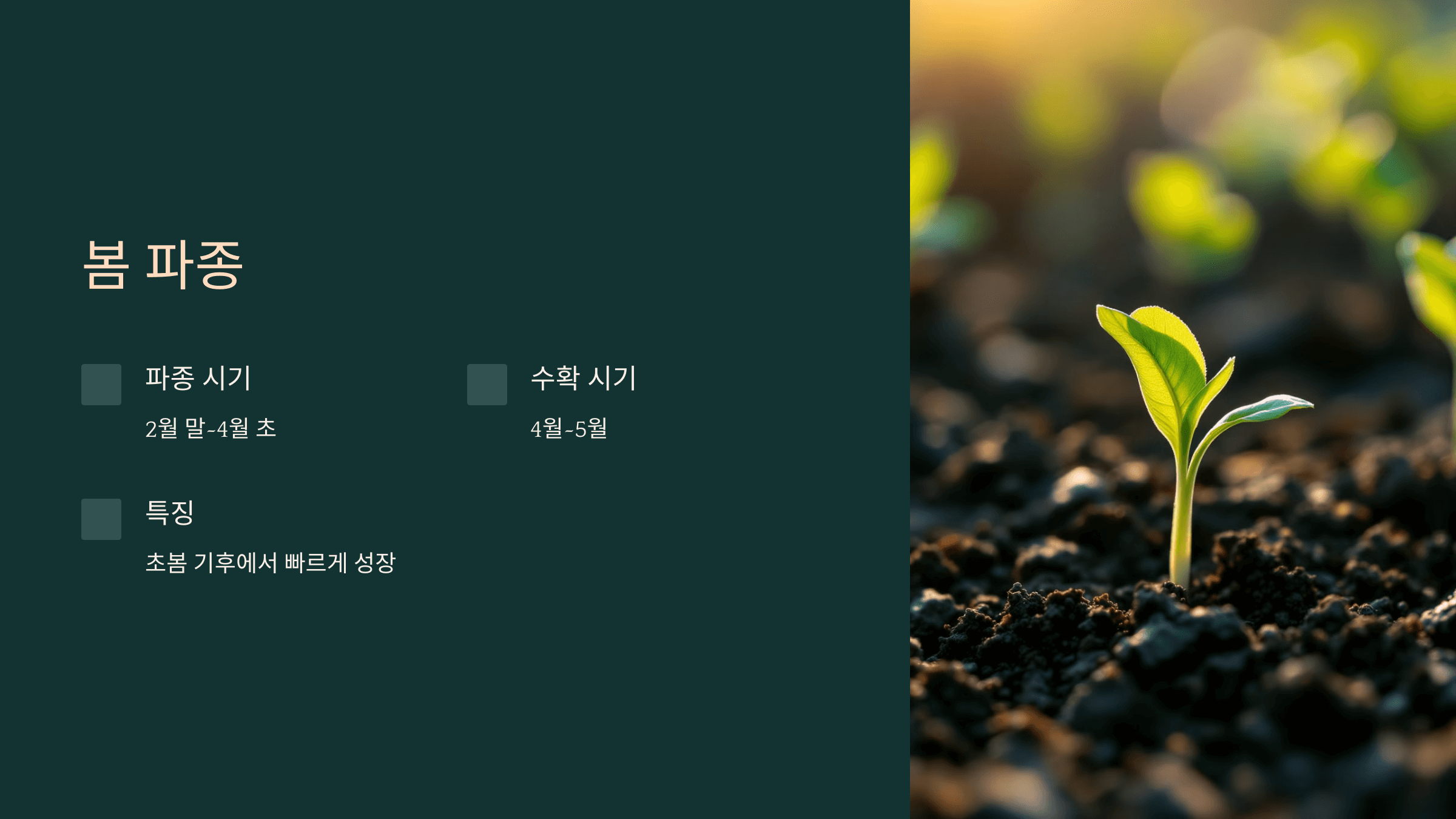 시금치 사진입니다.