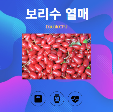 보리수 열매 알아보기