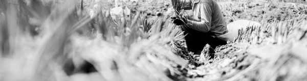 이랑 폭: 90~120cm