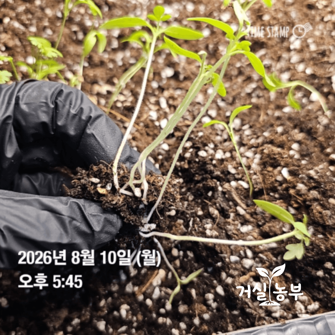 베란다 텃밭 흙에서 여러 포기가 함께 자라고 있던 어린 방울토마토 모종