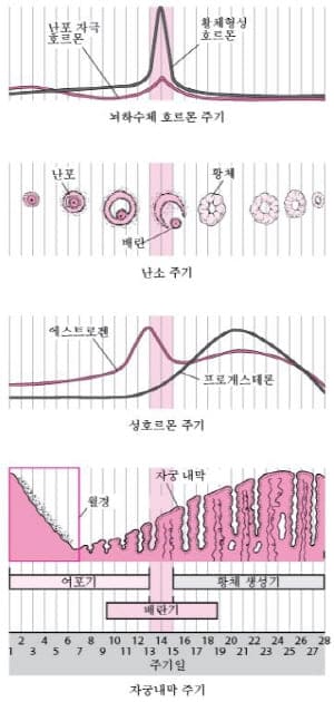 월경주기