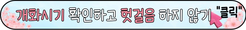 여주 흥천 남한강 벚꽃 축제 개화시기