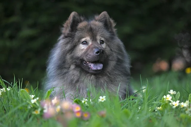 반려견 등록방법