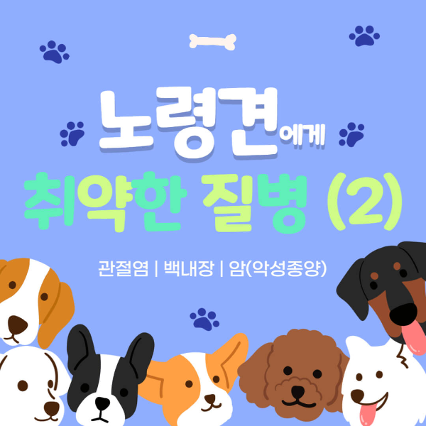 노령견_질병_썸네일