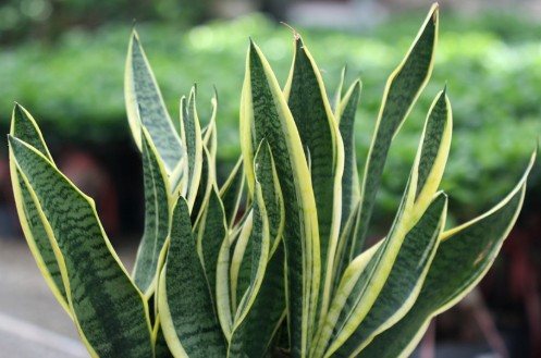 꿀잠 숙면에 도움이 되는 식물 - 산세베리아 키우기 효능