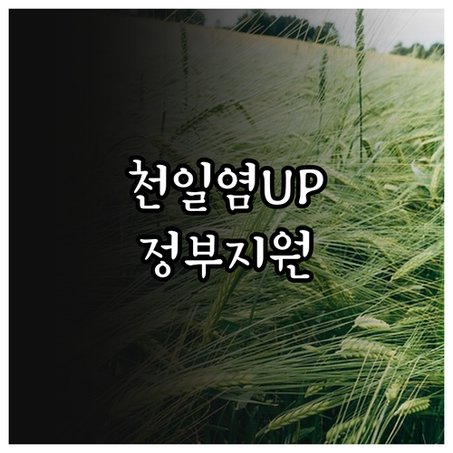 2025 천일염 품질 UP! 염전 바..