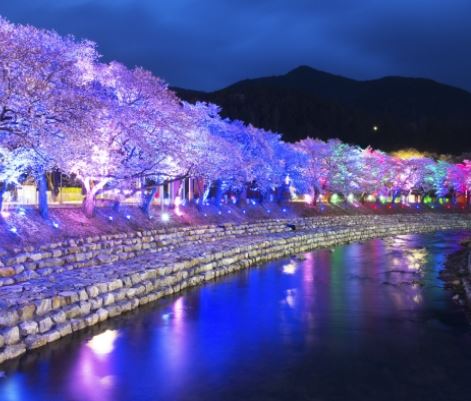 아산 벚꽃
