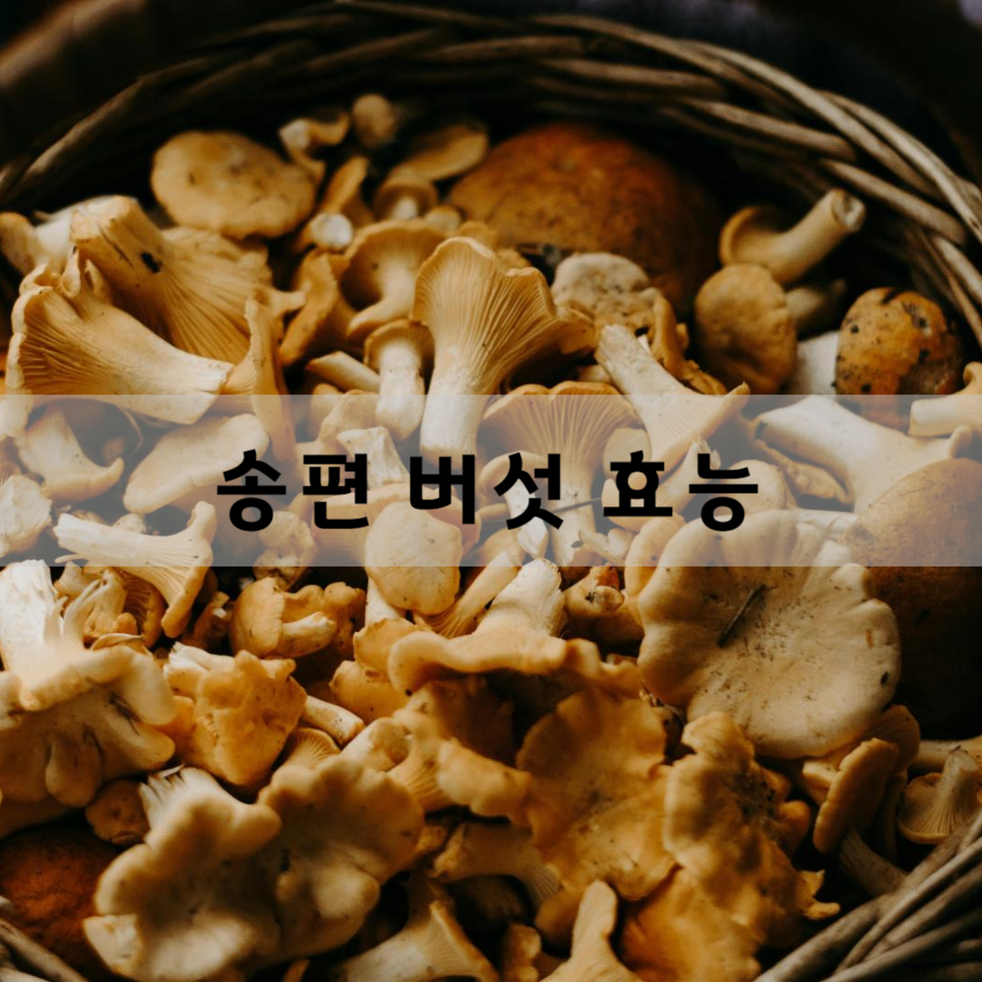송편-버섯-효능