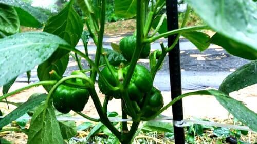 파프리카-노지재배-가지-정지작업-유인작업-착과절-위치