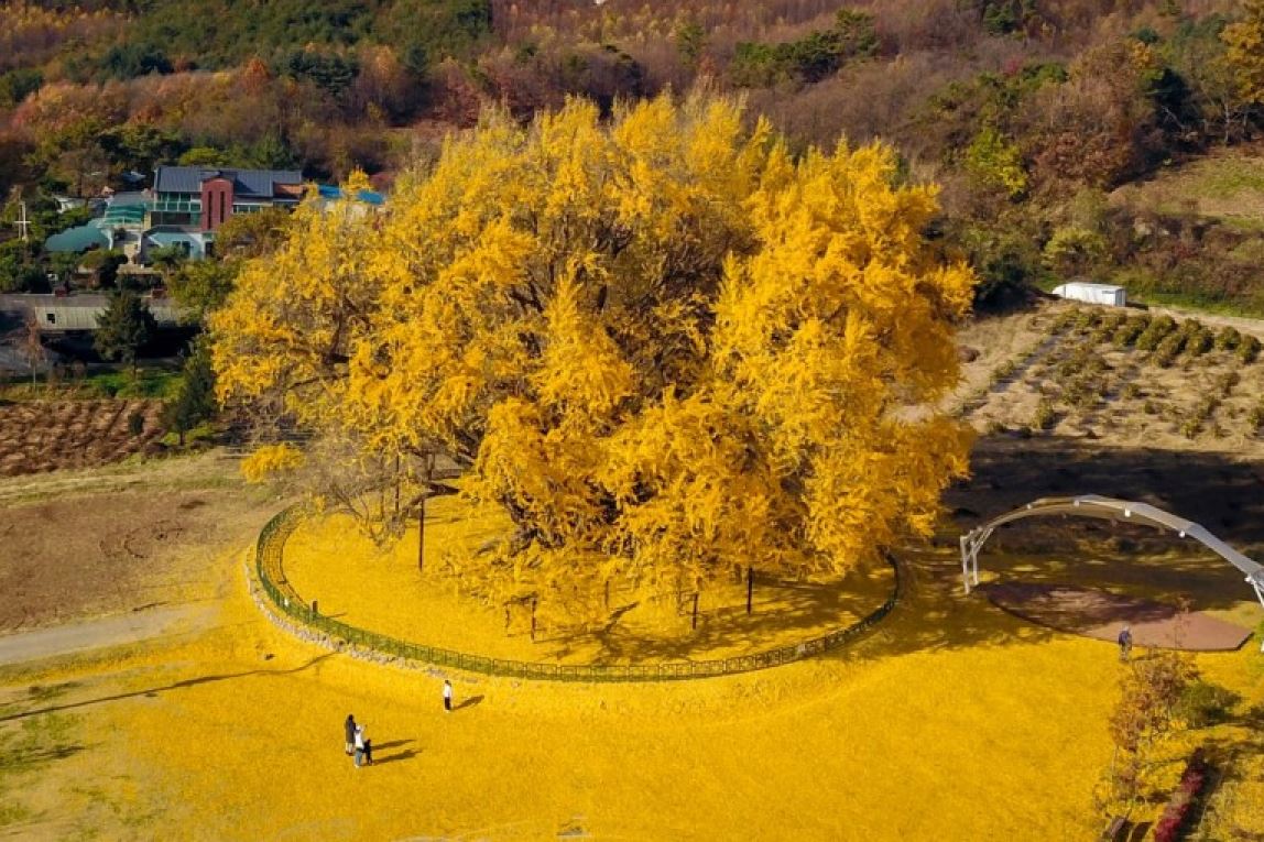 반계리 은행나무